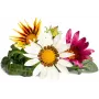 Click & Grow Gazanie κάψουλες φυτών για Smart Garden, συσκευασία 3 τεμ. (SGR92X3)