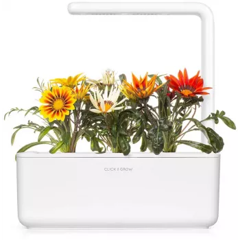 Click & Grow Gazanie κάψουλες φυτών για Smart Garden, συσκευασία 3 τεμ. (SGR92X3)