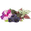 Click & Grow Vibrant Flower Mix κάψουλες φυτών για Smart Garden, συσκευασία 9 τεμ. (PPMVBX9)
