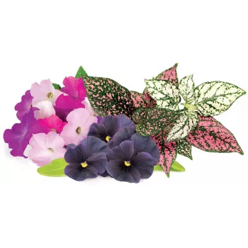 Click & Grow Vibrant Flower Mix κάψουλες φυτών για Smart Garden, συσκευασία 9 τεμ. (PPMVBX9)
