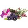 Click & Grow Vibrant Flower Mix κάψουλες φυτών για Smart Garden, συσκευασία 9 τεμ. (PPMVBX9)
