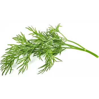 Click & Grow SGR49x3 Άνηθος Κάψουλες Φύτευσης Ανταλλακτικό Πακέτο Συσκευασία 3 τεμ.