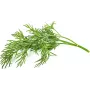 Click & Grow SGR49x3 Άνηθος Κάψουλες Φύτευσης Ανταλλακτικό Πακέτο Συσκευασία 3 τεμ.