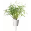 Click & Grow SGR49x3 Άνηθος Κάψουλες Φύτευσης Ανταλλακτικό Πακέτο Συσκευασία 3 τεμ.