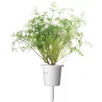 Click & Grow SGR49x3 Άνηθος Κάψουλες Φύτευσης Ανταλλακτικό Πακέτο Συσκευασία 3 τεμ.