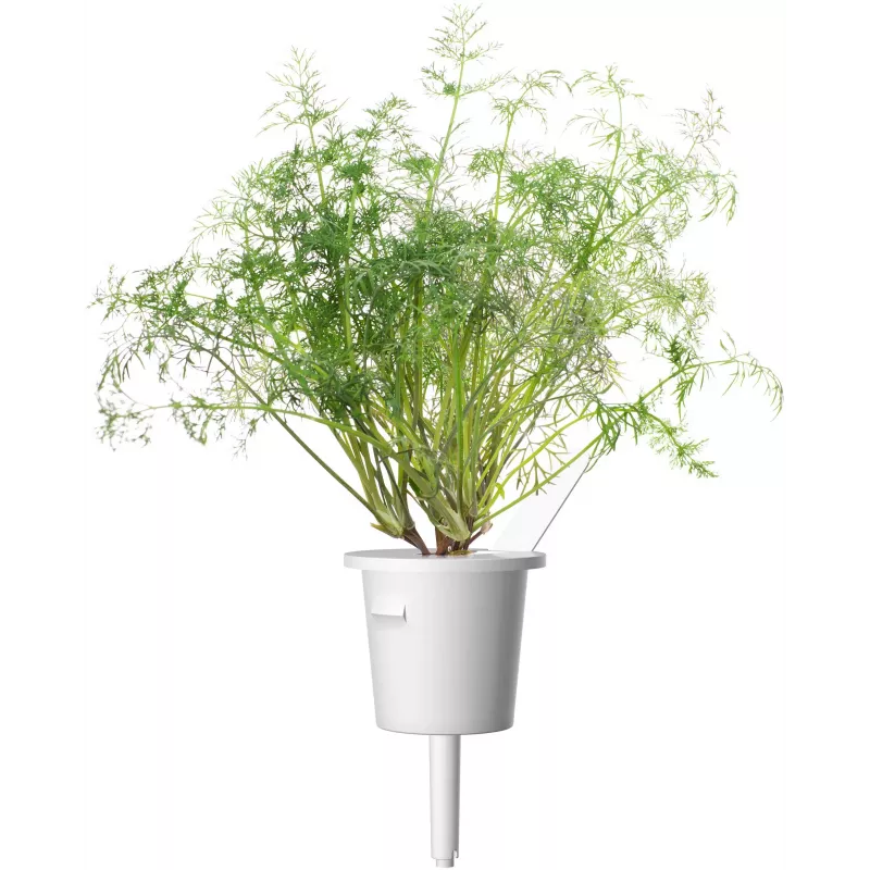 Click & Grow SGR49x3 Άνηθος Κάψουλες Φύτευσης Ανταλλακτικό Πακέτο Συσκευασία 3 τεμ.