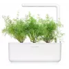Click & Grow SGR49x3 Άνηθος Κάψουλες Φύτευσης Ανταλλακτικό Πακέτο Συσκευασία 3 τεμ.