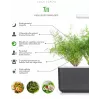 Click & Grow SGR49x3 Άνηθος Κάψουλες Φύτευσης Ανταλλακτικό Πακέτο Συσκευασία 3 τεμ.