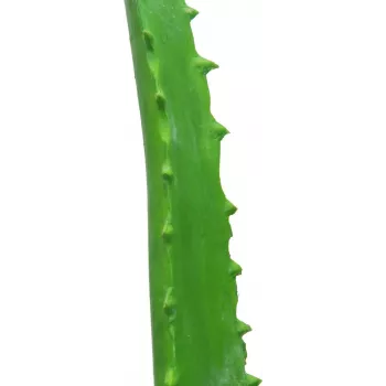 EUROPALMS τεχνητό φυτό Aloe Vera σε μαύρη γλάστρα, 63cm 82809112