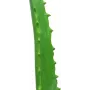 EUROPALMS τεχνητό φυτό Aloe Vera σε μαύρη γλάστρα, 63cm 82809112