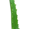 EUROPALMS τεχνητό φυτό Aloe Vera σε μαύρη γλάστρα, 63cm 82809112