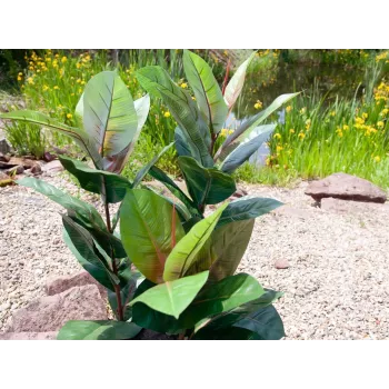 EUROPALMS τεχνητό φυτό καουτσούκ 100cm, ρεαλιστικό Ficus elastica, σε μαύρη πλαστική γλάστρα 82508303