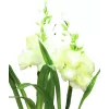 EUROPALMS Αροντού, Σετ 3 τεμ. με LEDs, Λευκό, 85cm (83330302)