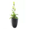 Europalms LEICHTSIN CUP-69 Γλάστρα, μαύρο, γυαλιστερό (83011819)
