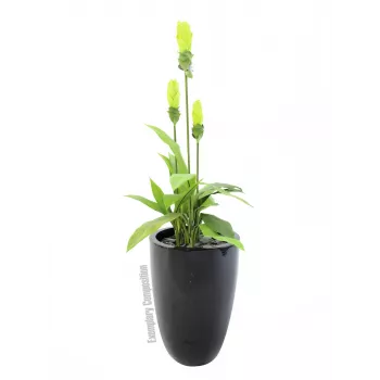 Europalms LEICHTSIN CUP-69 Γλάστρα, μαύρο, γυαλιστερό (83011819)