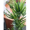 EUROPALMS Τεχνητό κυπερόχορτο, 76cm, σε μαύρη γλάστρα 82600138