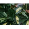 EUROPALMS Schefflera τεχνητό φυτό, 120cm, πράσινο 82600157