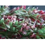 EUROPALMS Τεχνητό κλήμα γρασιδιού, Πράσινο-Κόκκινο, 105cm 82503715