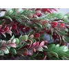EUROPALMS Τεχνητό κλήμα γρασιδιού, Πράσινο-Κόκκινο, 105cm 82503715