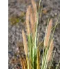 EUROPALMS Τεχνητό γρασίδι lampenputzergras, 120cm 82600121