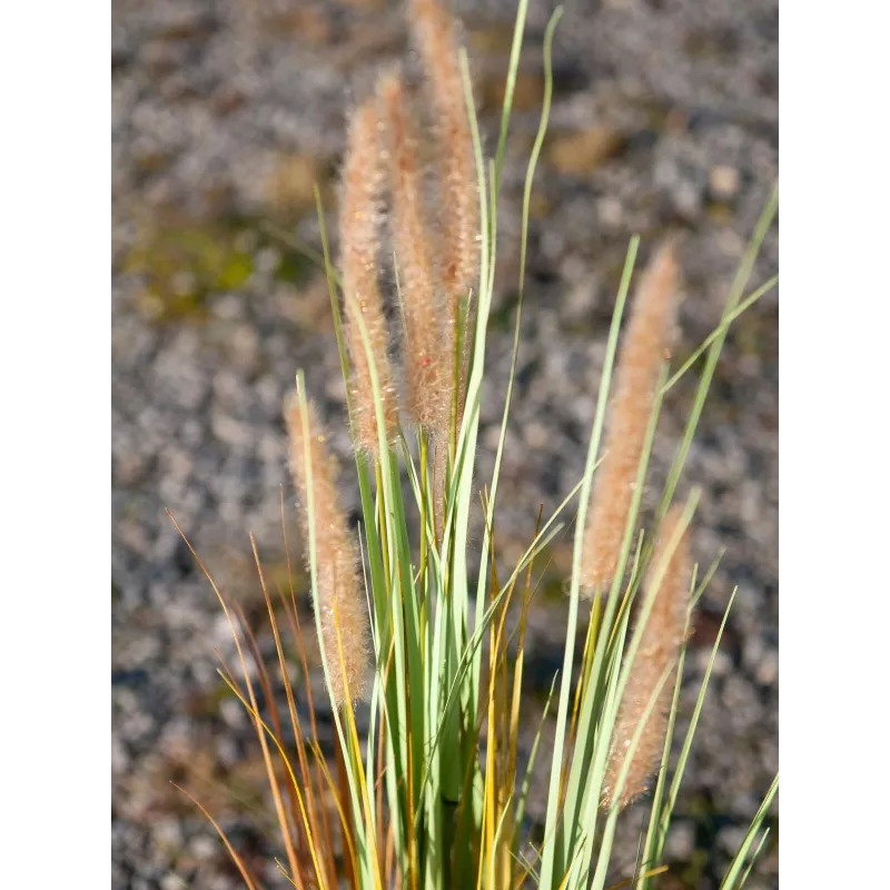 EUROPALMS Τεχνητό γρασίδι lampenputzergras, 120cm 82600121