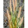 EUROPALMS Τεχνητό γρασίδι lampenputzergras, 120cm 82600121