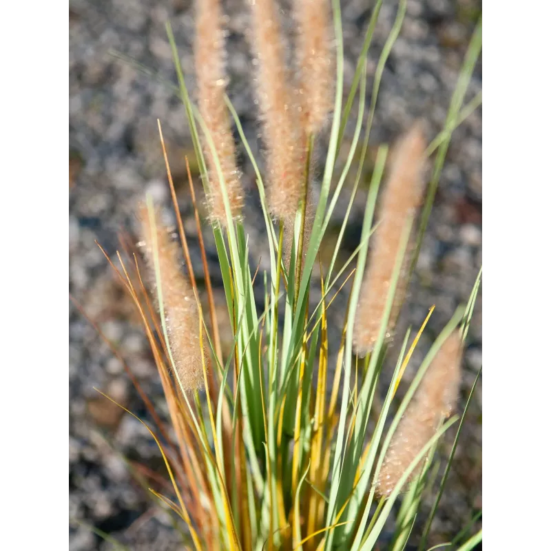 EUROPALMS Τεχνητό γρασίδι lampenputzergras, 120cm 82600121