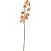 EUROPALMS Τεχνητό κλαδί Cymbidium, Κρεμ-Ροζ, 90cm 82530311