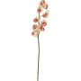 EUROPALMS Τεχνητό κλαδί Cymbidium, Κρεμ-Ροζ, 90cm 82530311