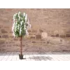 EUROPALMS Τεχνητό δέντρο Goldregen, λευκά άνθη, 180cm 82507106