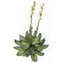 EUROPALMS Stone Rose (EVA) Τεχνητό φυτό, Κίτρινο, 32cm 82530573