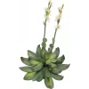 EUROPALMS Stone Rose (EVA) Τεχνητό φυτό, Κίτρινο, 32cm 82530573
