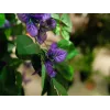 EUROPALMS Τεχνητό φυτό Bougainvillea, Λεβάντα, 150 cm 82507035