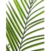 EUROPALMS Τεχνητό φυτό Areca μεγάλων φύλλων, 165cm 82509441