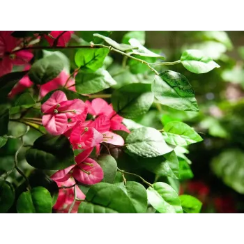 EUROPALMS Τεχνητό φυτό Bougainvillea, Ροζ, 150 cm 82507055