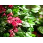 EUROPALMS Τεχνητό φυτό Bougainvillea, Ροζ, 150 cm 82507055