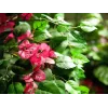 EUROPALMS Τεχνητό φυτό Bougainvillea, Ροζ, 150 cm 82507055