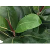 EUROPALMS Τεχνητό φυτό ελαστικό δέντρο, 120cm 82600150