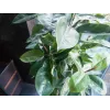 EUROPALMS Τεχνητό φυτό ελαστικό δέντρο, 120cm 82600150