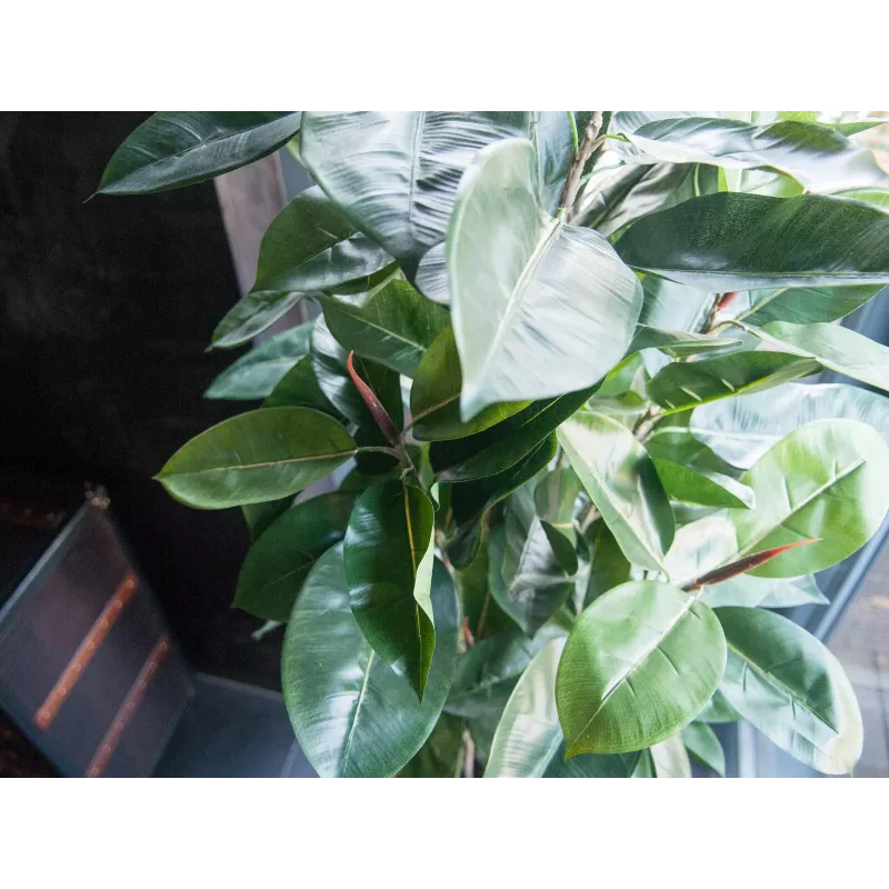 EUROPALMS Τεχνητό φυτό ελαστικό δέντρο, 120cm 82600150
