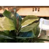 EUROPALMS Τεχνητό φυτό ελαστικό δέντρο, 120cm 82600150