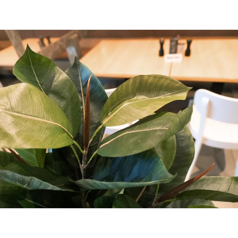 EUROPALMS Τεχνητό φυτό ελαστικό δέντρο, 120cm 82600150