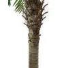 EUROPALMS Phoenix Palm Luxor, Τεχνητό φυτό, 240cm 82510722