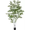 EUROPALMS Τεχνητή σημύδα, 210 cm 82505232