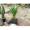 EUROPALMS Αγαύη σε γλάστρα, τεχνητό φυτό, 75cm 82600160