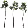 EUROPALMS Τεχνητό δέντρο Pachira Money, 160cm 82600165