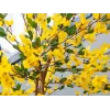 EUROPALMS Τεχνητό δέντρο Forsythia με 3 κορμούς, κίτρινο, 150cm 82507102