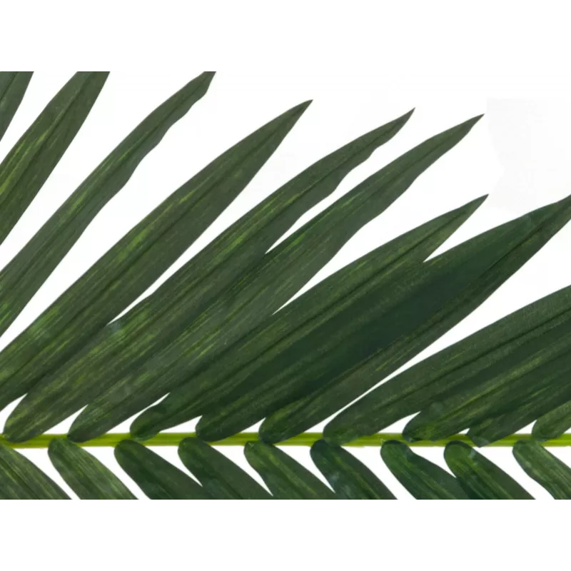 EUROPALMS Τεχνητό φύλλο καρύδας, 150 cm 82509845