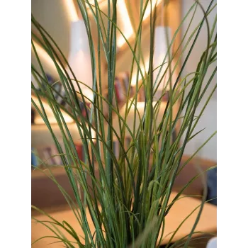 EUROPALMS Τεχνητό γρασίδι καλαμιού, 145cm, πράσινο/καφέ, σε γλάστρα 82600229