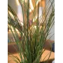 EUROPALMS Τεχνητό γρασίδι καλαμιού, 145cm, πράσινο/καφέ, σε γλάστρα 82600229